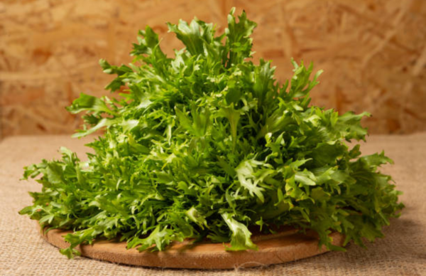 Lettuce Frisee (Endive)