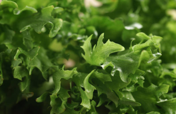 Lettuce Frisee (Endive)