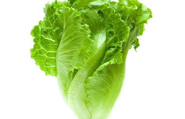 Lettuce Head
