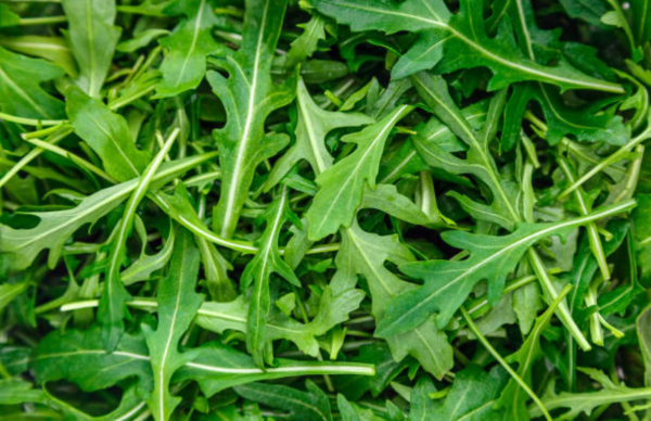 Lettuce Roquette (Arugula)