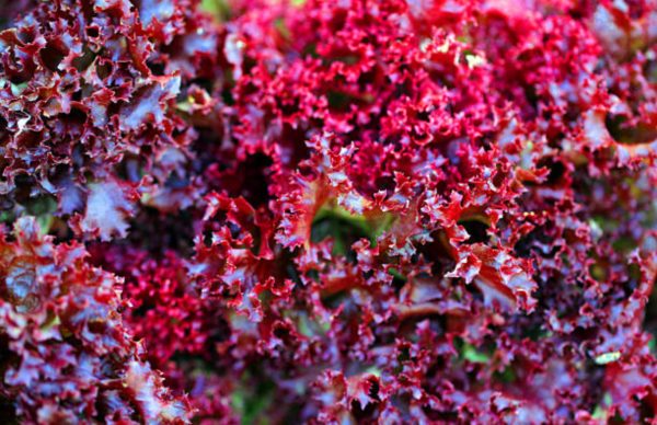 Lolorosa Merah