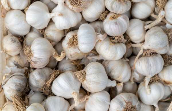 Bawang Putih
