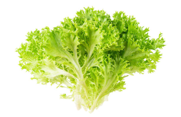 Lettuce Frisee (Endive)