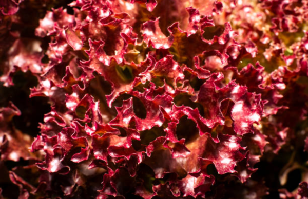 Lolorosa Merah
